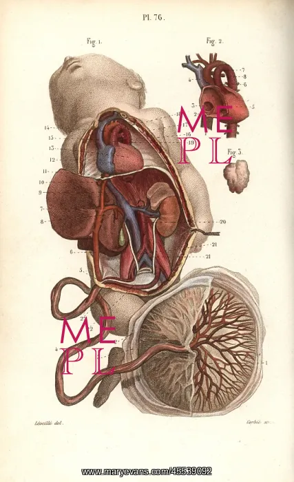 : Circulatory system to the foetus and placenta : Circulatory system to the foetus and placenta