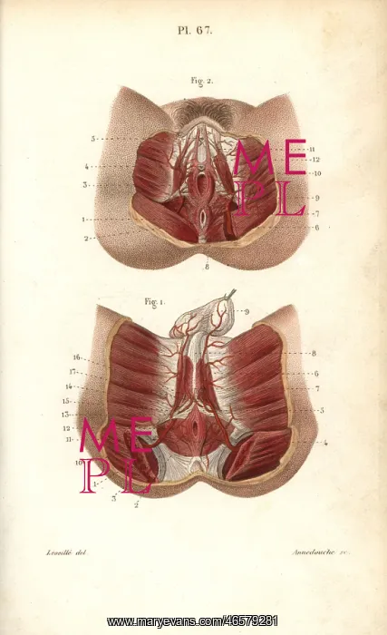 : Circulatory system to the genitals : Circulatory system to the genitals