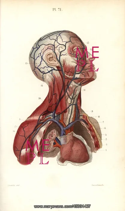 : Circulatory system to the head and torso : Circulatory system to the head and torso