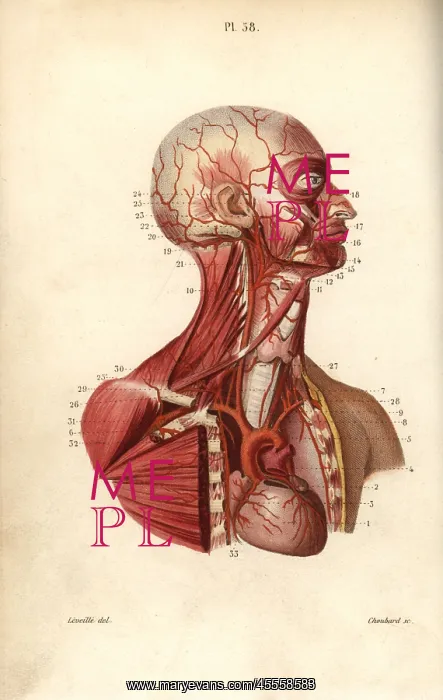 : Circulatory system from heart to head : Circulatory system from heart to head