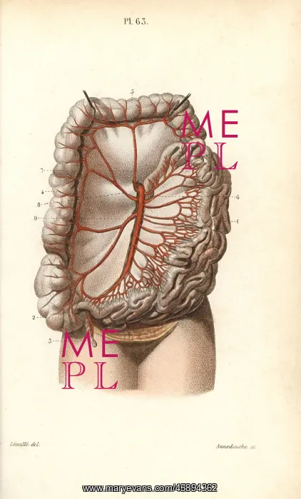 : Circulatory system to the intestines : Circulatory system to the intestines