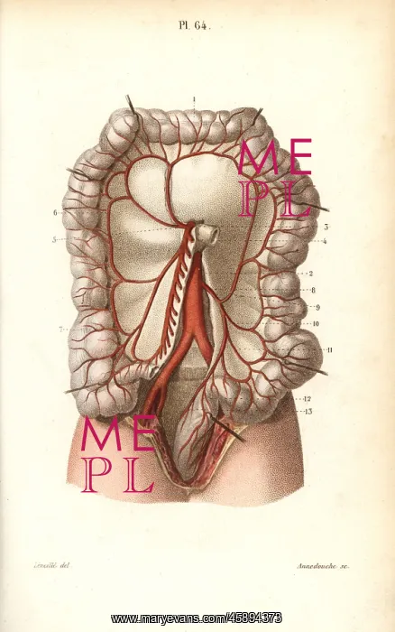 : Circulatory system to the intestines : Circulatory system to the intestines
