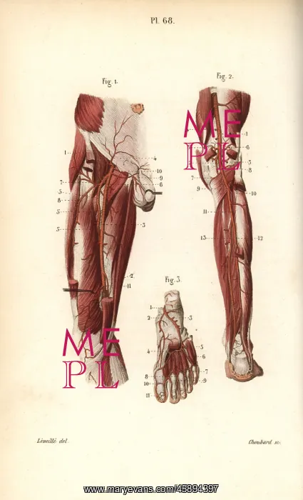 : Circulatory system to the leg and foot : Circulatory system to the leg and foot