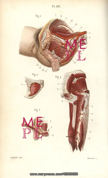 : Circulatory system to the pelvis and arm : Circulatory system to the pelvis and arm