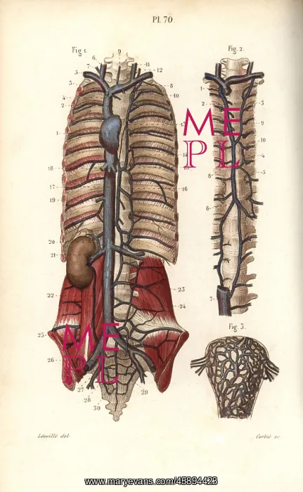 : Circulatory system to the spine and uterus : Circulatory system to the spine and uterus