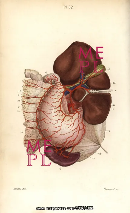 : Circulatory system to the stomach, liver, kidney : Circulatory system to the stomach, liver, kidney