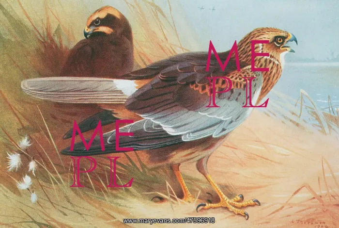 : Circus aeruginosus, marsh harrier : Circus aeruginosus, marsh harrier