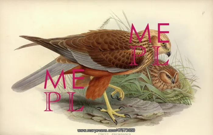 : Circus aeruginosus, western marsh harrier : Circus aeruginosus, western marsh harrier