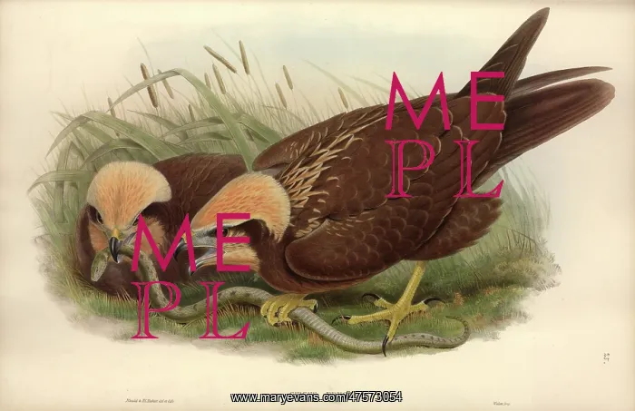 : Circus aeruginosus, western marsh harrier : Circus aeruginosus, western marsh harrier