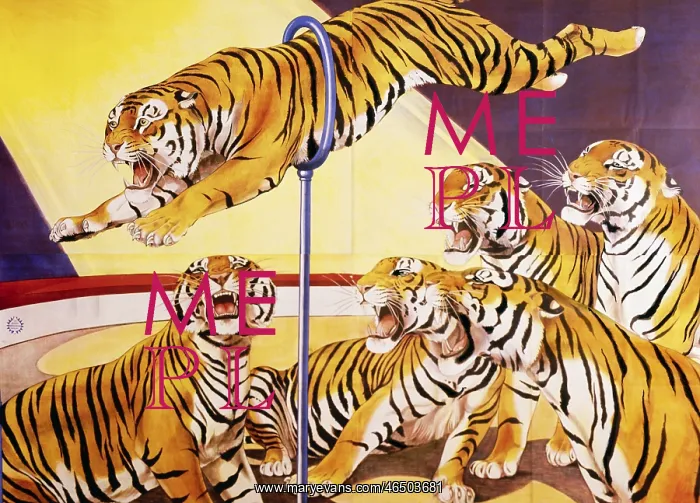 : circus, animal training, six Bengal Tigers in : circus, animal training, six Bengal Tigers in
