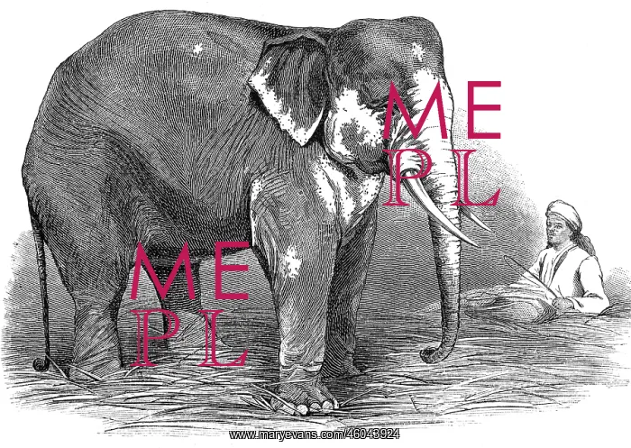 : circus, animals, elephants, Barnum's white elephant : circus, animals, elephants, Barnum's white elephant