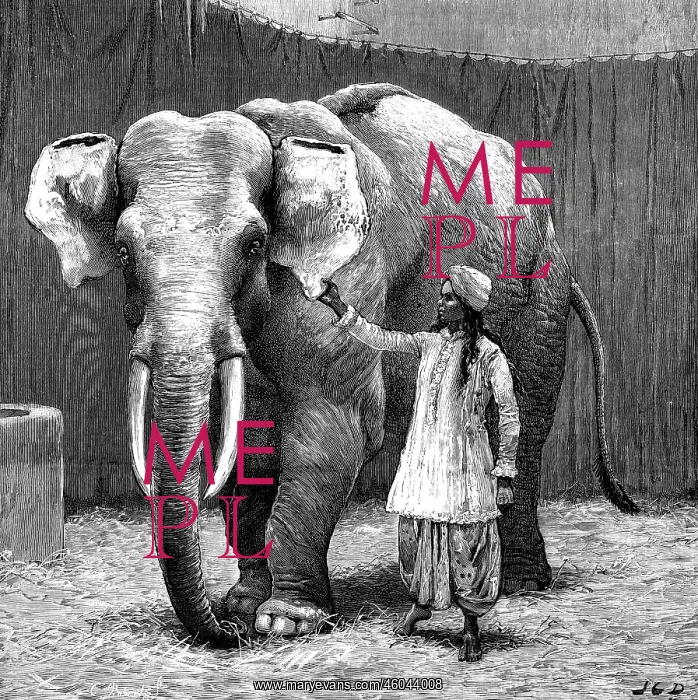 : circus, animals, elephants, Barnum's white elephant : circus, animals, elephants, Barnum's white elephant