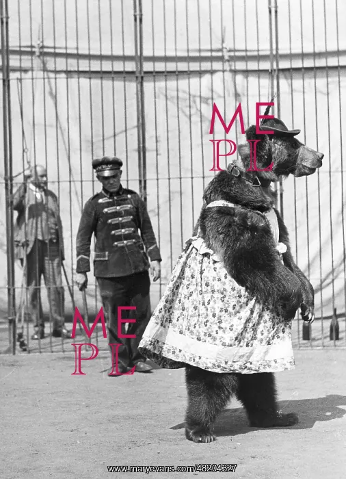 : Circus bear doing dressage, 1937 : Circus bear doing dressage, 1937