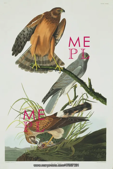 : Circus cyaneus, hen harrier : Circus cyaneus, hen harrier