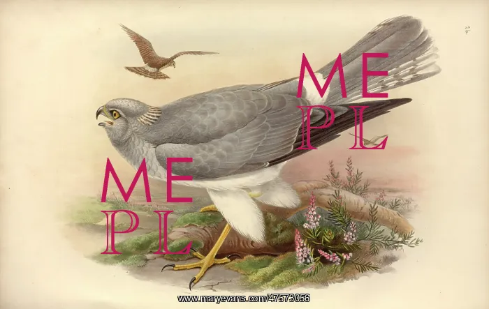 : Circus cyaneus, hen harrier : Circus cyaneus, hen harrier