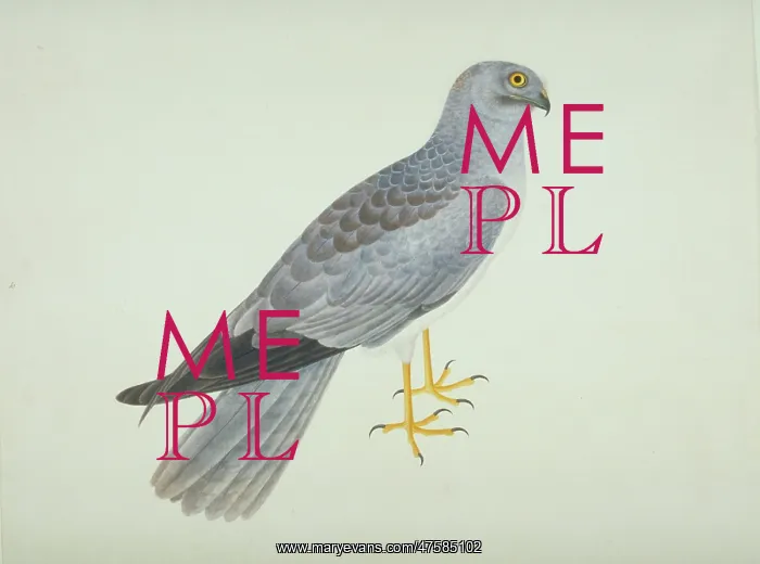: Circus cyaneus, hen harrier : Circus cyaneus, hen harrier