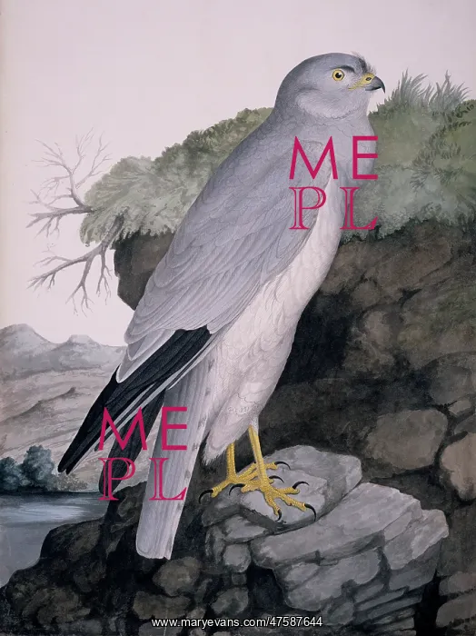 : Circus cyaneus, hen harrier : Circus cyaneus, hen harrier