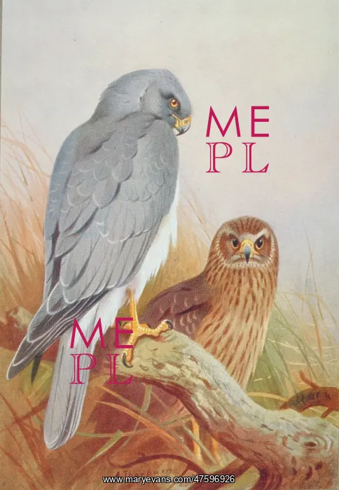 : Circus cyaneus, hen harrier : Circus cyaneus, hen harrier