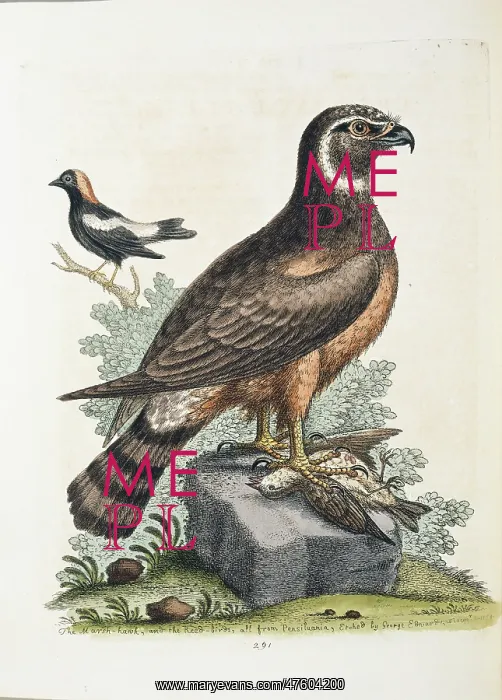 : Circus cyaneus, marsh hawk or northern harrier : Circus cyaneus, marsh hawk or northern harrier