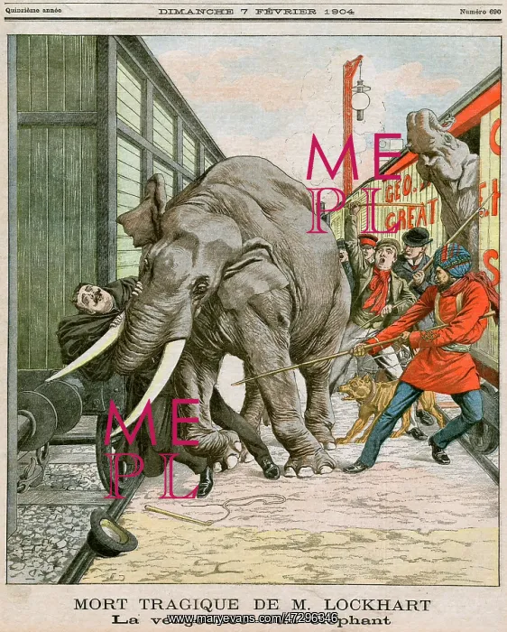  : CIRCUS ELEPHANT ACCIDENT