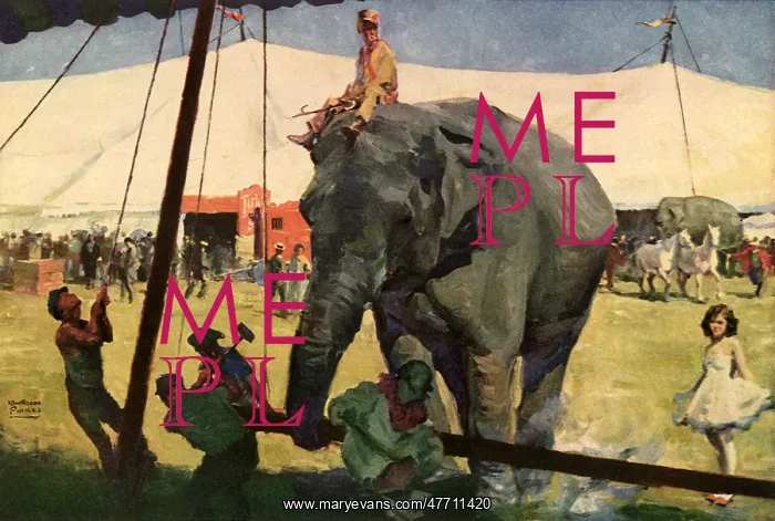  : Circus Elephant at Work