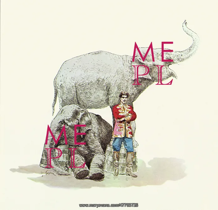 : Circus Elephants, Man : Circus Elephants, Man