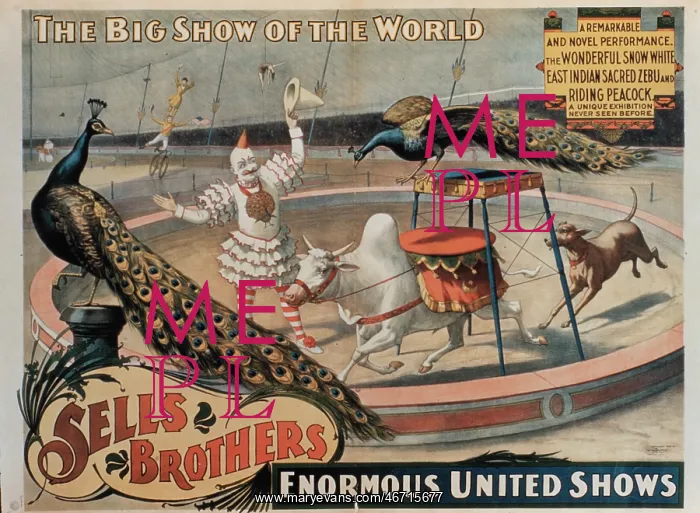 : Circus - Entertainment - Animals : Circus - Entertainment - Animals
