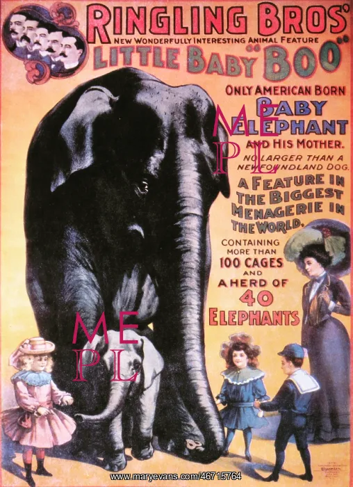 : Circus - Entertainment - Animals : Circus - Entertainment - Animals