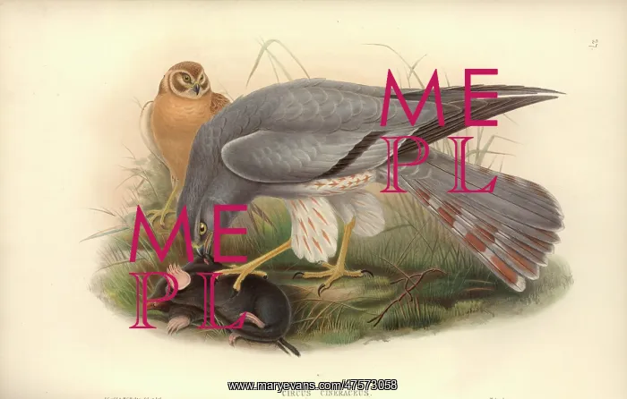 : Circus macrorus, pallid harrier : Circus macrorus, pallid harrier