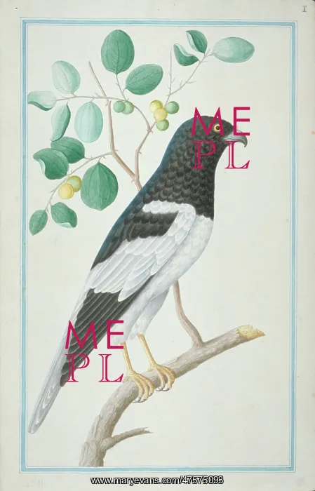 : Circus melanoleucos, pied harrier : Circus melanoleucos, pied harrier