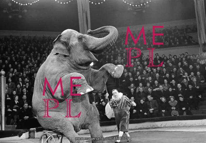 : Circus performance : Circus performance