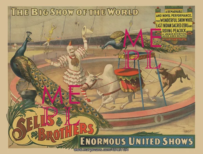 : Circus poster - a performing zebu and peacock : Circus poster - a performing zebu and peacock