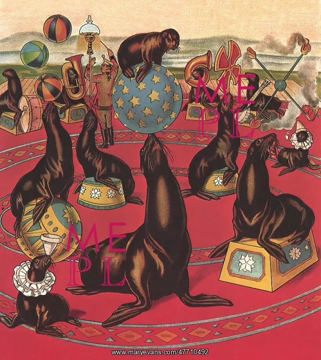  : Circus Seals