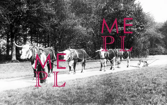  : Cirencester, Park, Oxen Team 1898