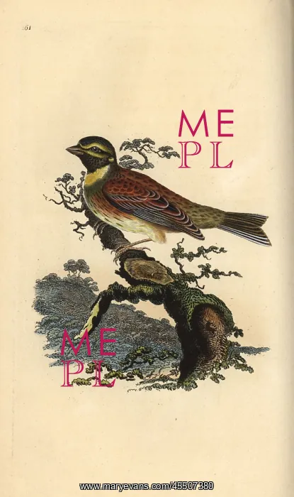 : Cirl bunting, Emberiza cirlus : Cirl bunting, Emberiza cirlus