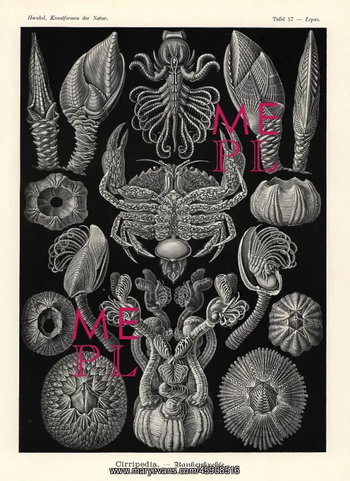 : Cirripedia or barnacles : Cirripedia or barnacles