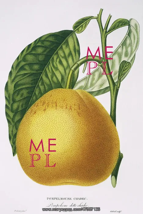 : Cirtus paradisi, grapefruit : Cirtus paradisi, grapefruit