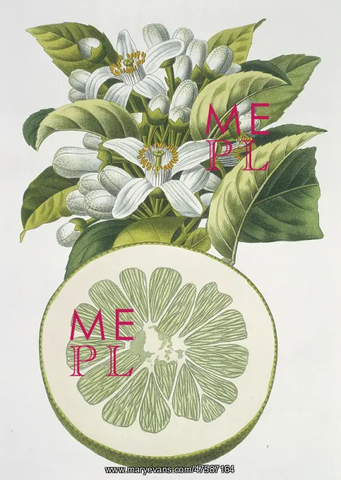 : Cirtus paradisi, grapefruit : Cirtus paradisi, grapefruit