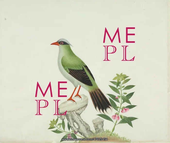 : Cissa sp. Plate RZD010, a watercolour from the John Reeves Collection of : Cissa sp. Plate RZD010, a watercolour from the John Reeves Collection of