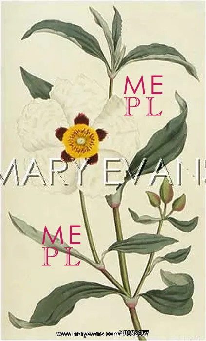 : CISTUS LADANIFERUS : CISTUS LADANIFERUS
