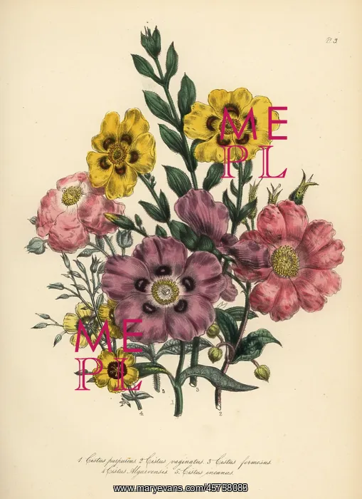 : Cistus species : Cistus species