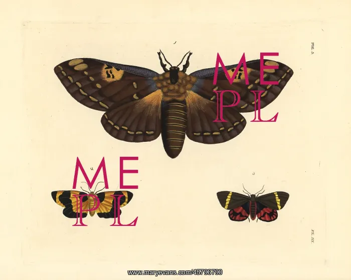 : Citheronia laocoon, Eudesmia menea, and Curoba : Citheronia laocoon, Eudesmia menea, and Curoba