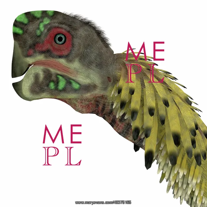: Citipati dinosaur head : Citipati dinosaur head