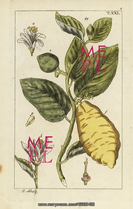 : Citron showing fruit, leaves and flowers, Citrus medica : Citron showing fruit, leaves and flowers, Citrus medica