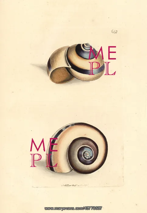 : Citron snail, Helix citrina : Citron snail, Helix citrina