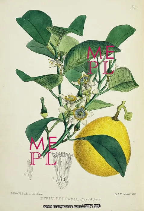: Citrus bergamia, bergamia orange : Citrus bergamia, bergamia orange