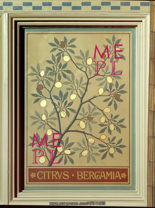 : Citrus bergamia, bergamot orange : Citrus bergamia, bergamot orange