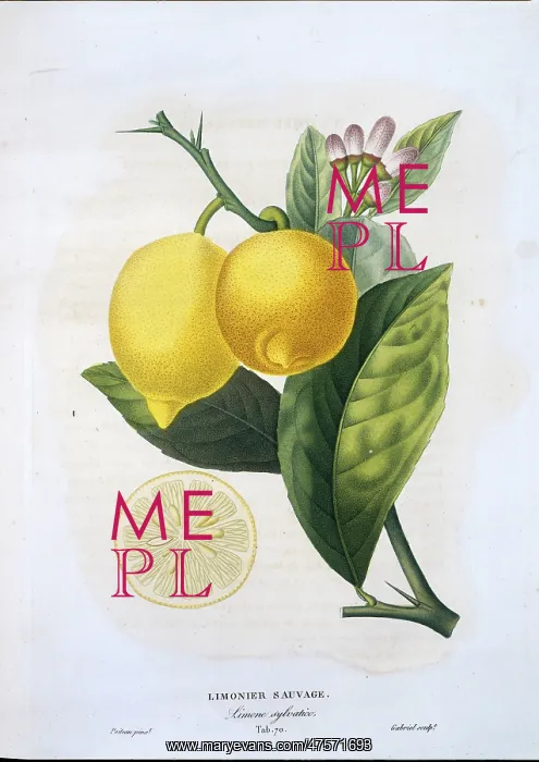 : Citrus limon, lemon : Citrus limon, lemon