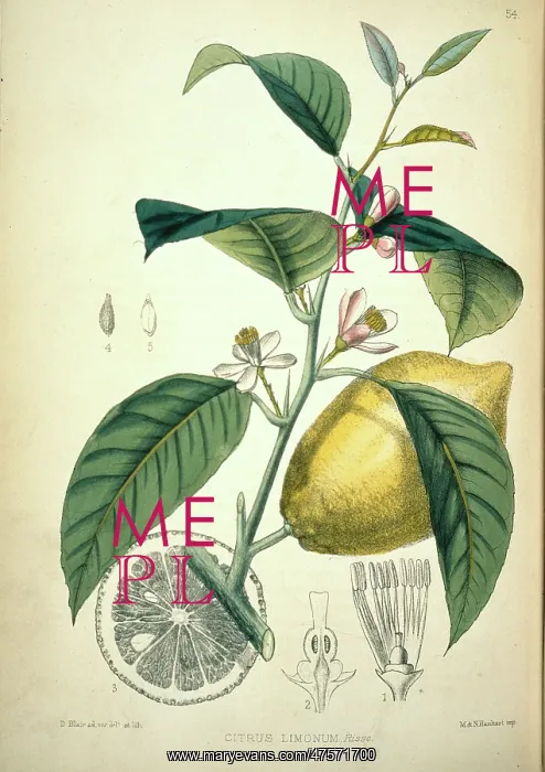 : Citrus limonum, lemon : Citrus limonum, lemon