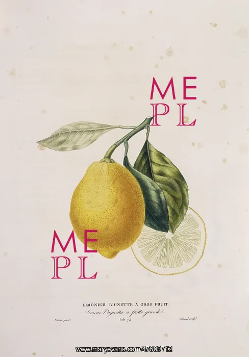 : Citrus limonum, lemon : Citrus limonum, lemon